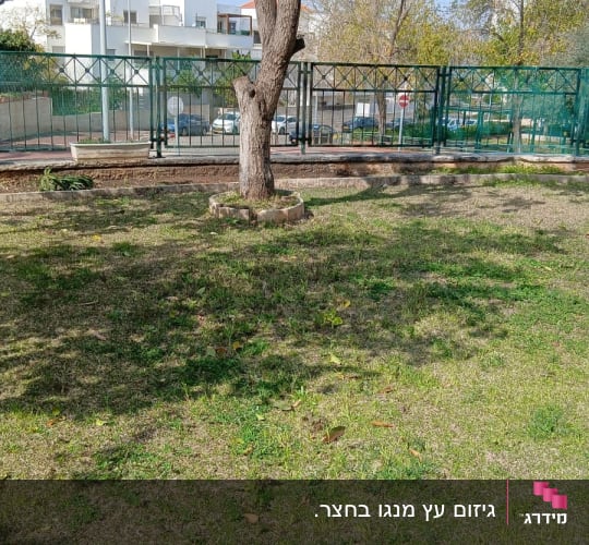 עץ עם ענפים גזומים על דשא ירוק